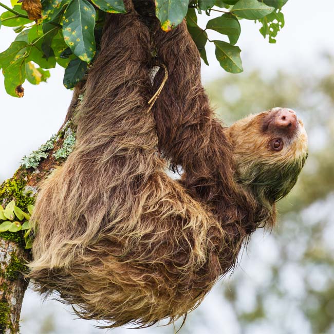 Sloth in Costa Rica