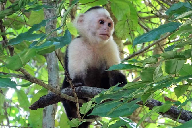 Monkey Tour Isla Damas